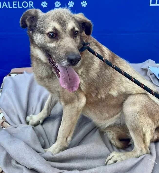 BLAZE, 7yo Mixed Breed for adoption at Happy Dogs Forever, happy dogs forever