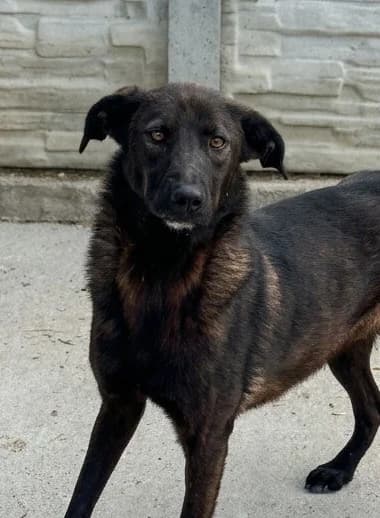 GOOSE, male young Mixed Breed for adoption at Happy Dogs Forever, happy dogs forever