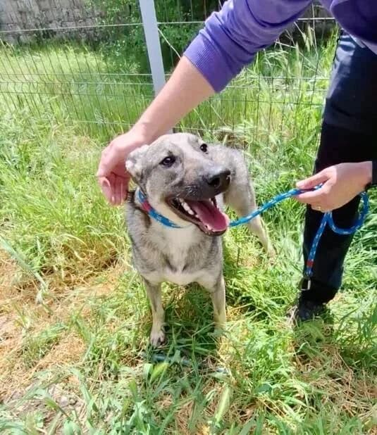 POGO, young Mixed Breed for adoption at Happy Dogs Forever, happy dogs forever