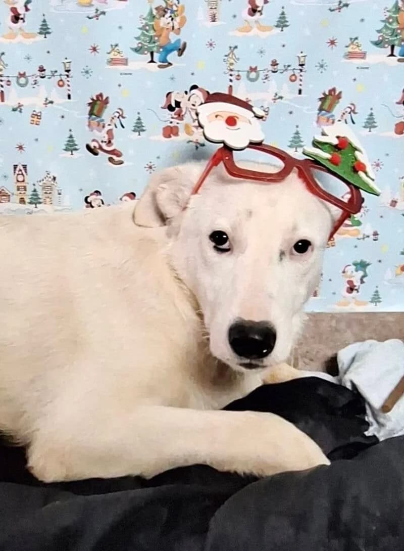 JAKARI, young Mixed Breed for adoption at Happy Dogs Forever, happy dogs forever