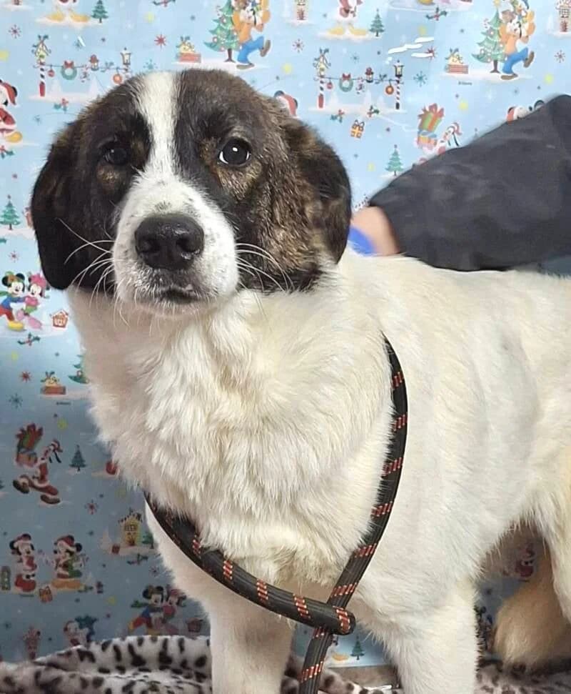 ARROW, young Mixed Breed for adoption at Happy Dogs Forever, happy dogs forever