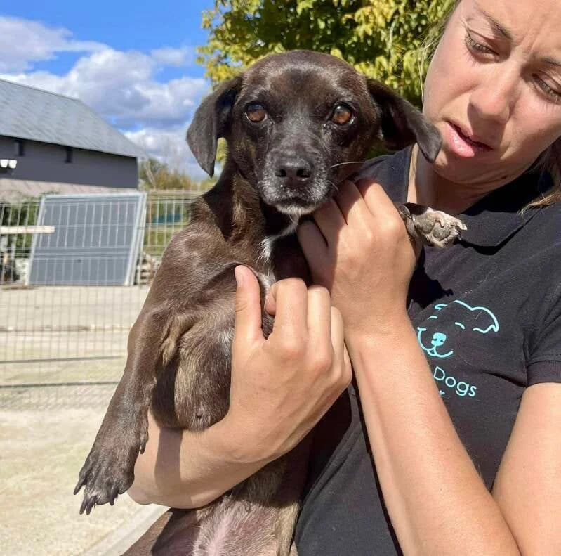 ANYA, female 4yo Mixed Breed for adoption at Happy Dogs Forever, happy dogs forever