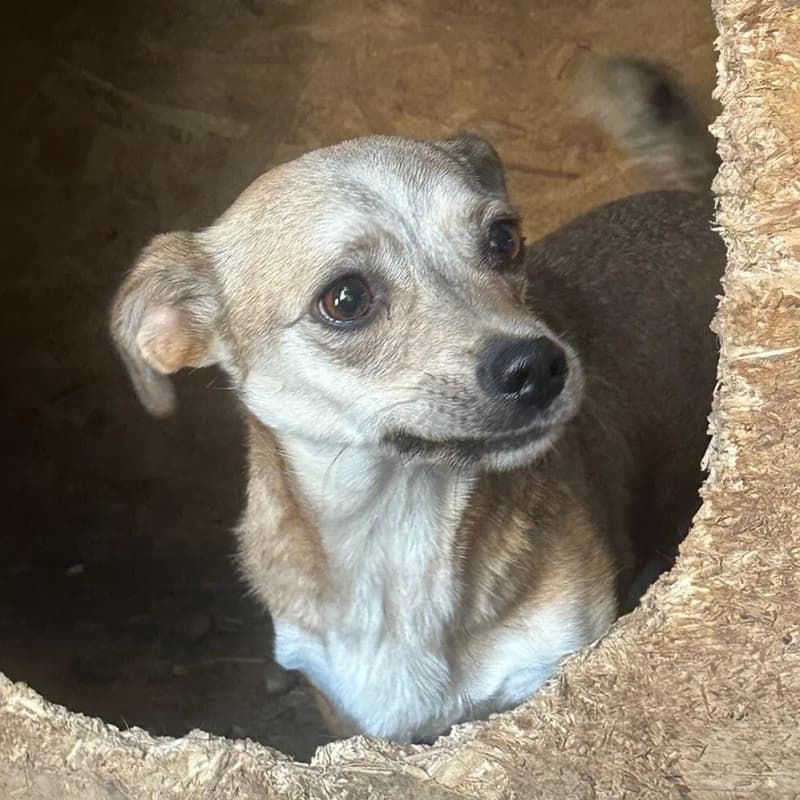 RICO, male Mixed Breed for adoption at Happy Dogs Forever, happy dogs forever