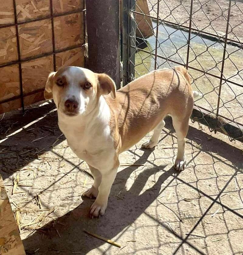 HONEY, female 4yo Mixed Breed for adoption at Happy Dogs Forever, happy dogs forever