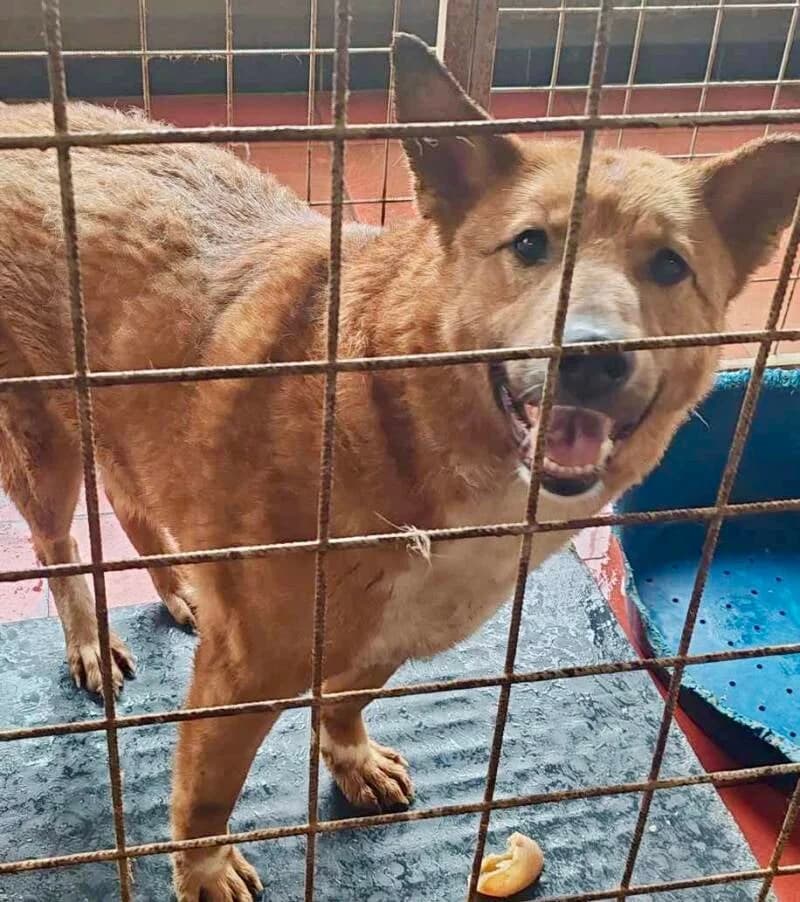 BOOMERANG, 4yo Mixed Breed for adoption at Happy Dogs Forever, happy dogs forever