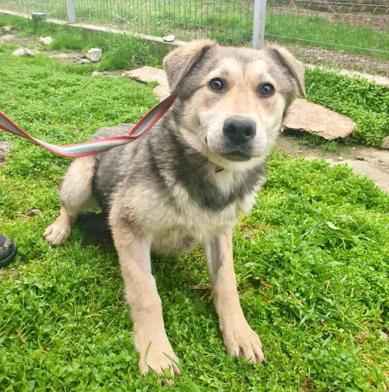 CLEO, young Mixed Breed for adoption at Happy Dogs Forever, happy dogs forever