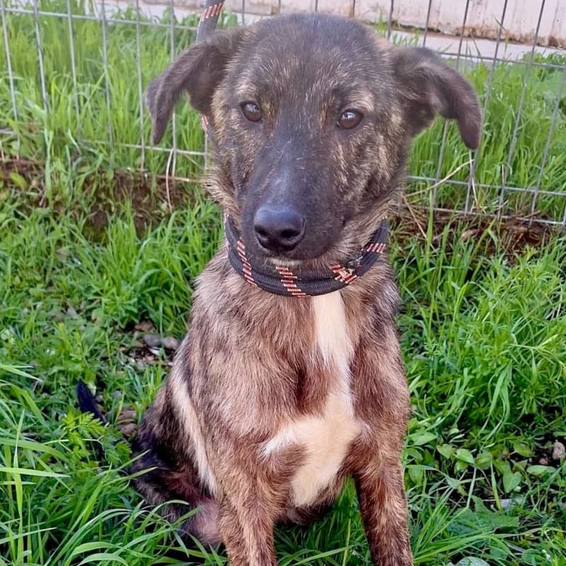 PISTACHE, young Mixed Breed for adoption at Happy Dogs Forever, happy dogs forever