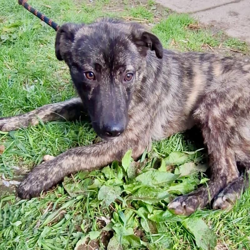 REGLISSE, young Mixed Breed for adoption at Happy Dogs Forever, happy dogs forever