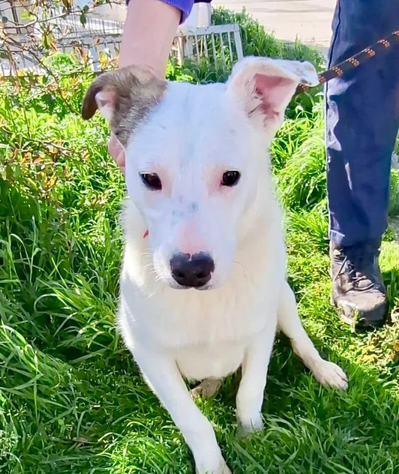 FIFI, young Mixed Breed for adoption at Happy Dogs Forever, happy dogs forever