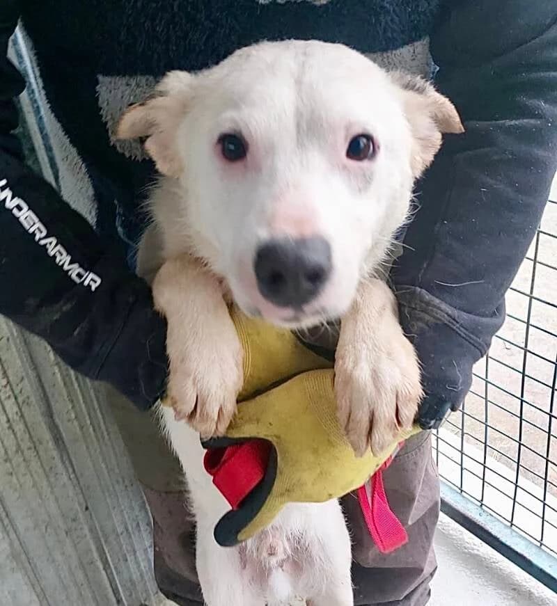 LOULOU, young Mixed Breed for adoption at Happy Dogs Forever, happy dogs forever