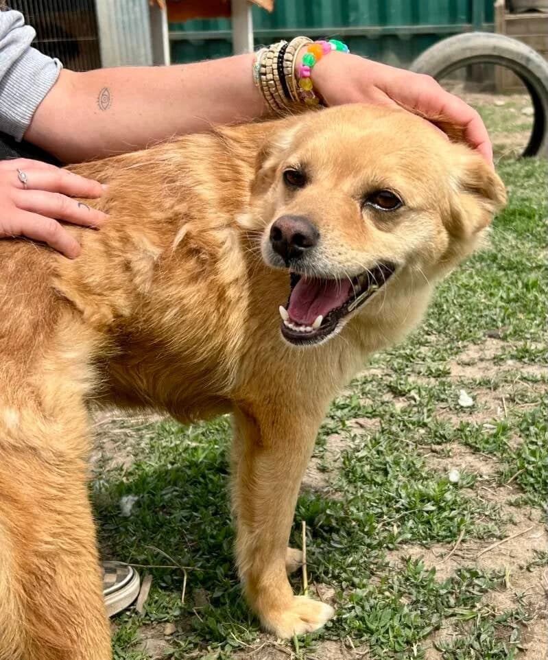 LOUIS, male Mixed Breed for adoption at Happy Dogs Forever, happy dogs forever