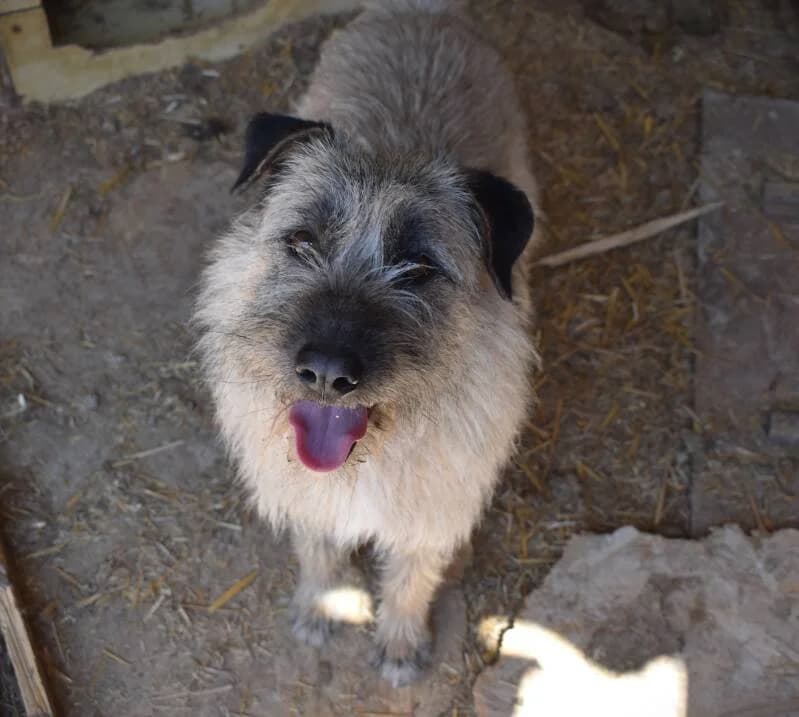 TARZAN, male Mixed Breed for adoption at Happy Dogs Forever, happy dogs forever