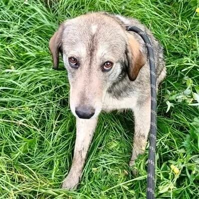 HECTOR, young Mixed Breed for adoption at Happy Dogs Forever, happy dogs forever