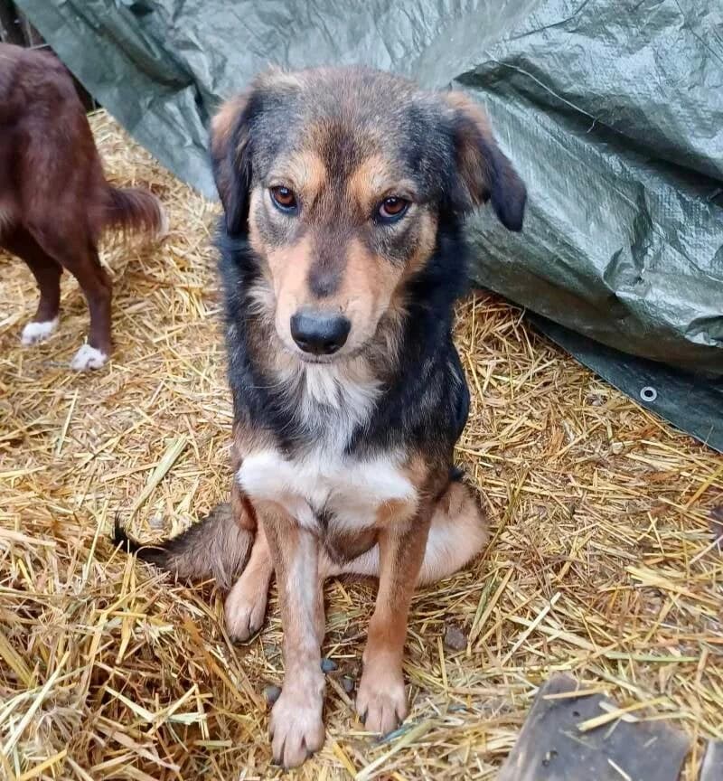 EMMA, 3yo Mixed Breed for adoption at Happy Dogs Forever, happy dogs forever
