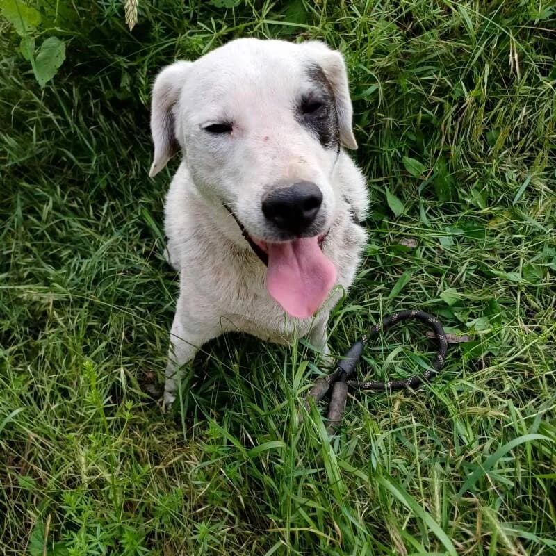 NATAL, Mixed Breed for adoption at Happy Dogs Forever, happy dogs forever