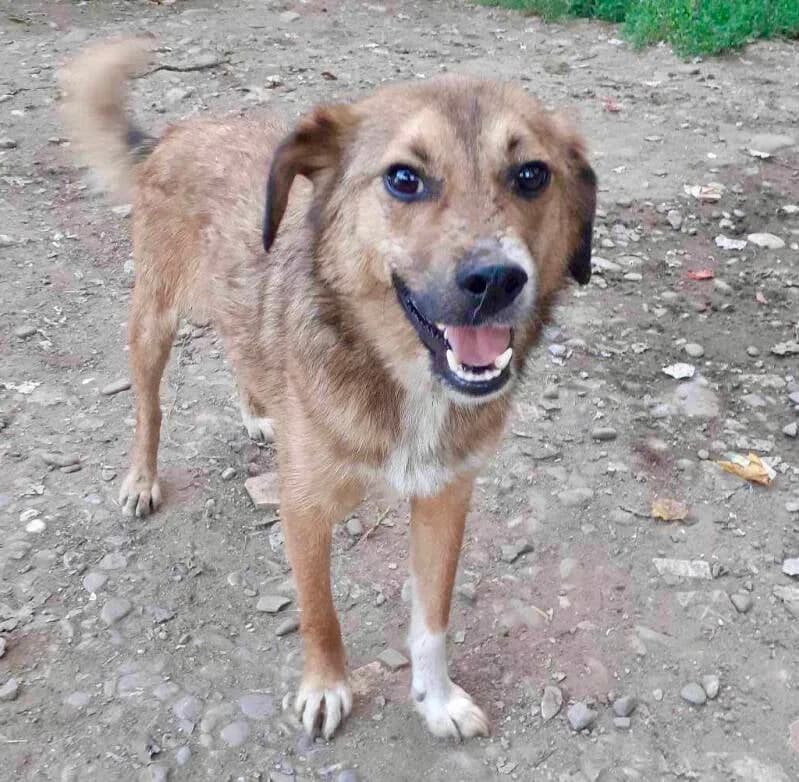 NERRO, Mixed Breed for adoption at Happy Dogs Forever, happy dogs forever