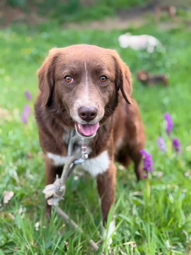 CLIO, 3yo Mixed Breed for adoption at Happy Dogs Forever, happy dogs forever