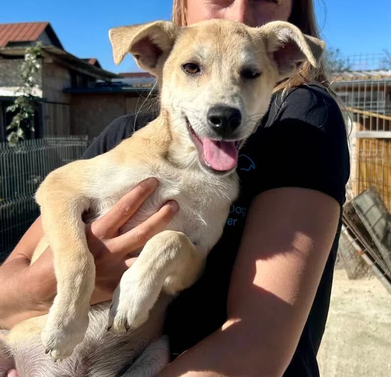 GIZMO, male young Mixed Breed for adoption at Happy Dogs Forever, happy dogs forever