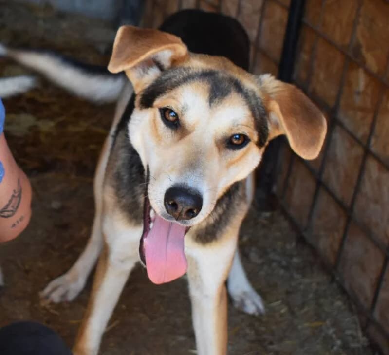 GOLIATH, male young Mixed Breed for adoption at Happy Dogs Forever, happy dogs forever