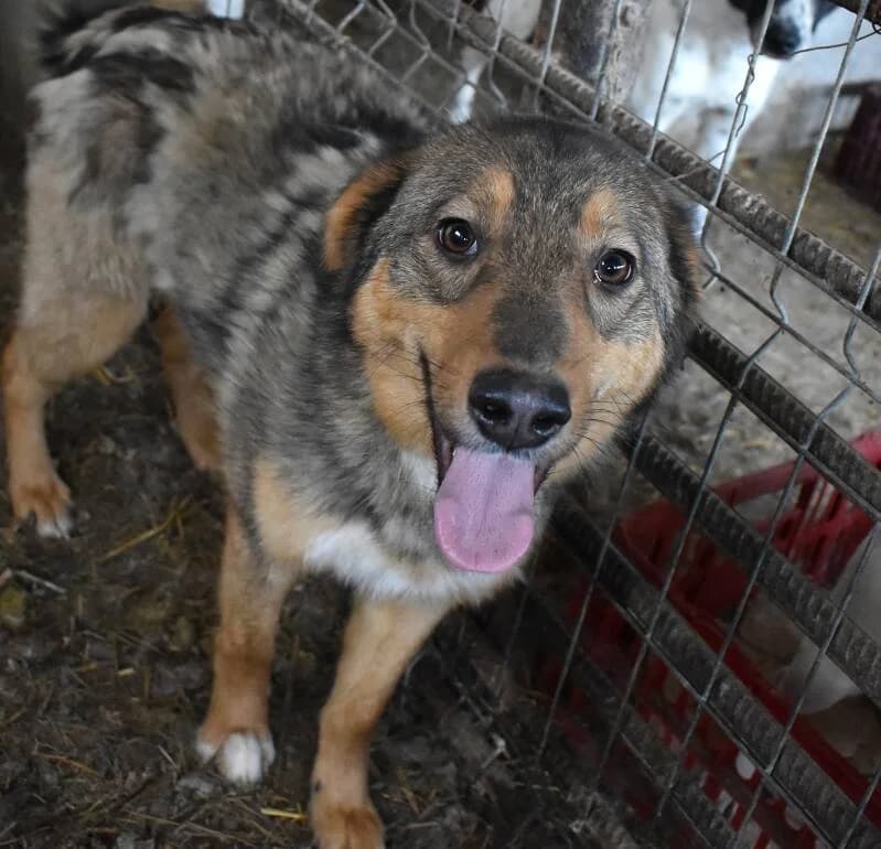 ATLAS, young Mixed Breed for adoption at Happy Dogs Forever, happy dogs forever