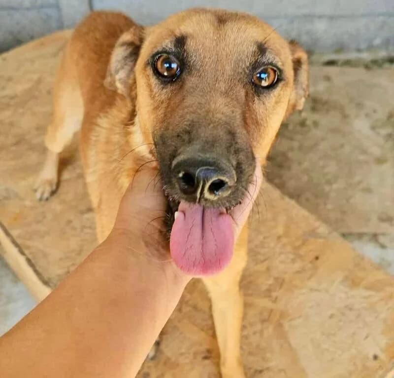 MIKO, male Mixed Breed for adoption at Happy Dogs Forever, happy dogs forever
