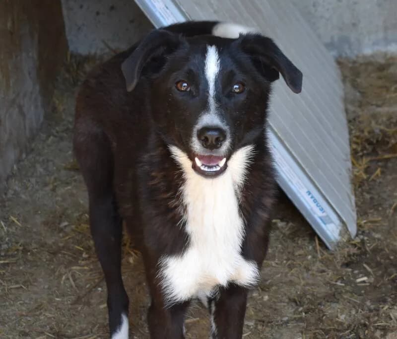 YOUPI, male puppy Mixed Breed for adoption at Happy Dogs Forever, happy dogs forever
