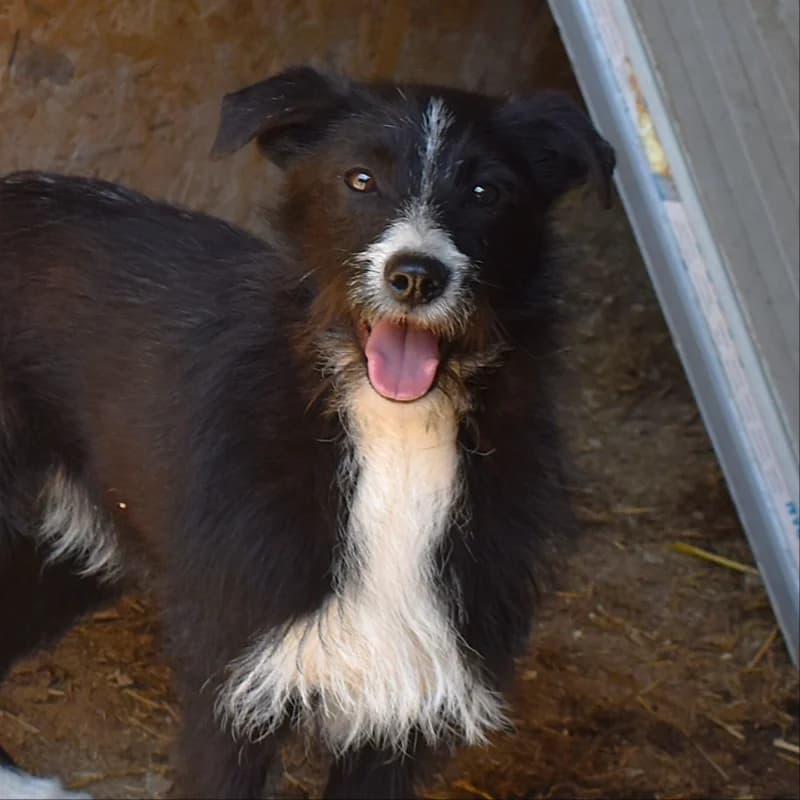 YOUKO, male young Mixed Breed for adoption at Happy Dogs Forever, happy dogs forever