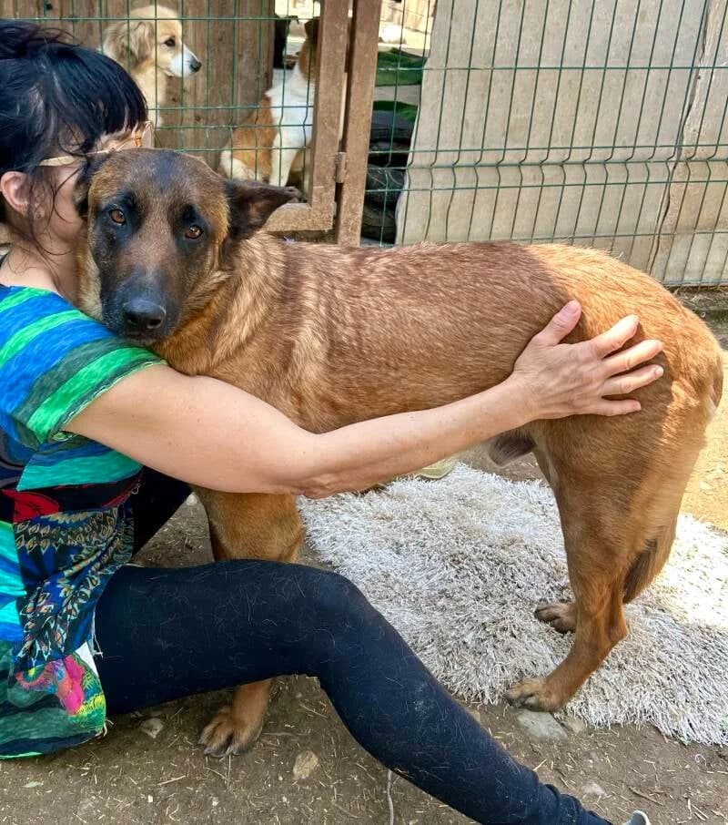 BOUBOU, young Mixed Breed for adoption at Happy Dogs Forever, happy dogs forever
