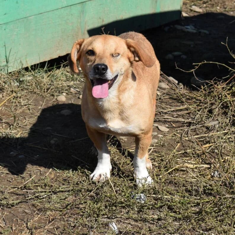 BOBI, 6yo Mixed Breed for adoption at Happy Dogs Forever, happy dogs forever