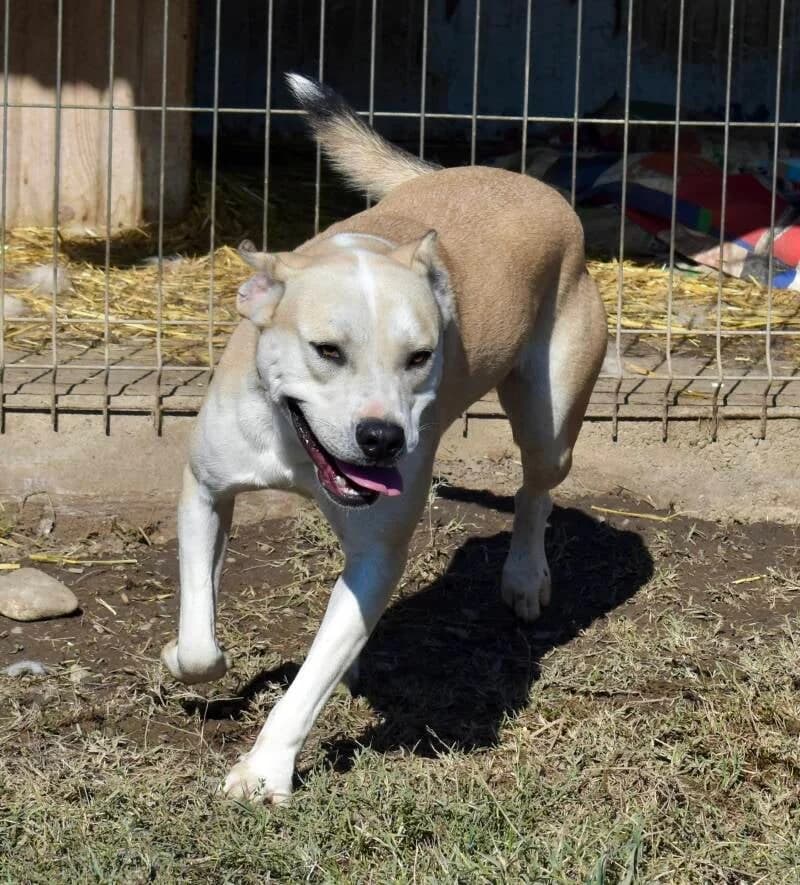 ALFRED, male young Mixed Breed for adoption at Happy Dogs Forever, happy dogs forever