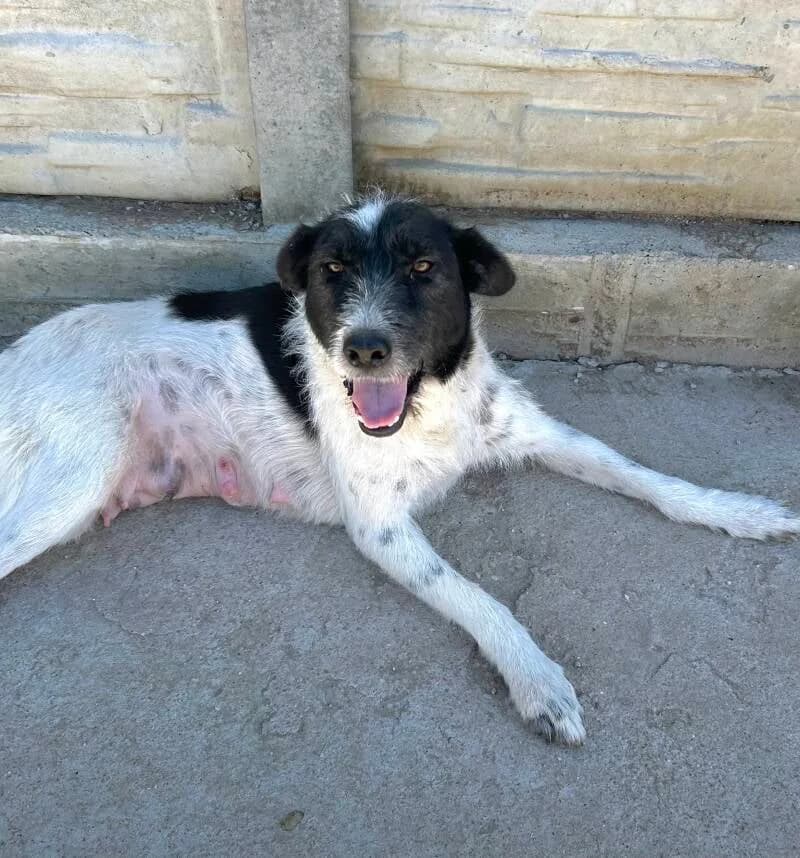 TASHA, female 4yo Mixed Breed for adoption at Happy Dogs Forever, happy dogs forever