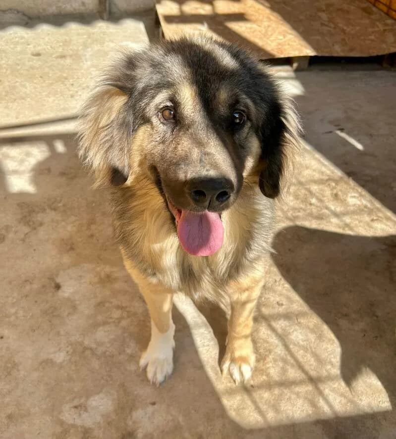 TITUS, Mixed Breed for adoption at Happy Dogs Forever, happy dogs forever