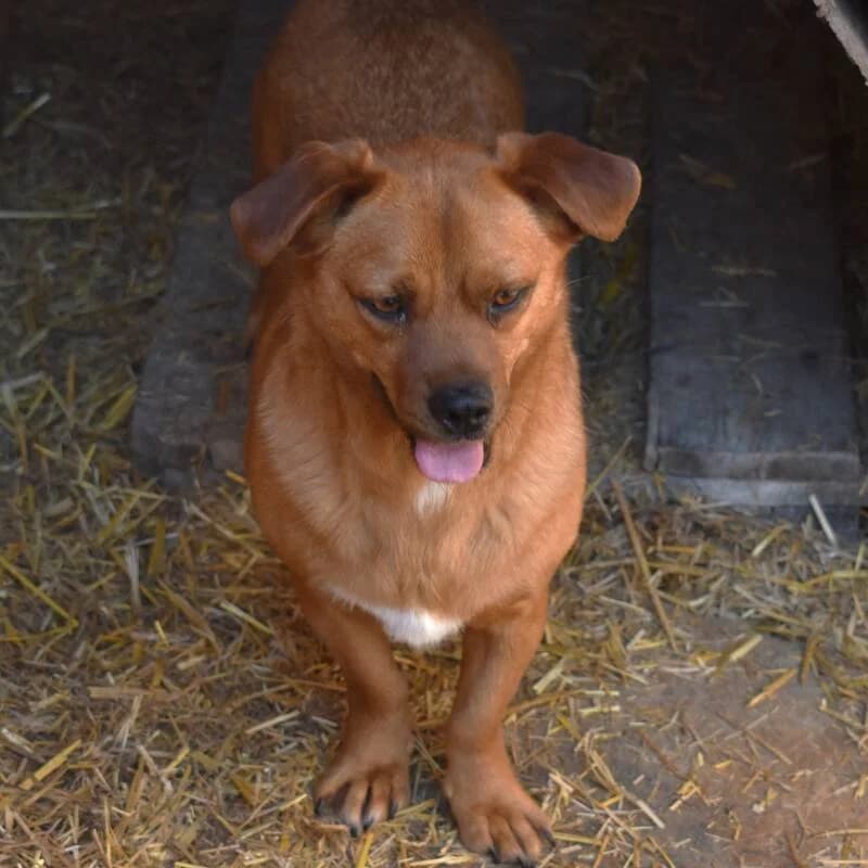 OBELIX, male Mixed Breed for adoption at Happy Dogs Forever, happy dogs forever
