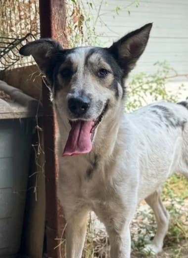 MAÏKA, female 4yo Mixed Breed for adoption at Happy Dogs Forever, happy dogs forever