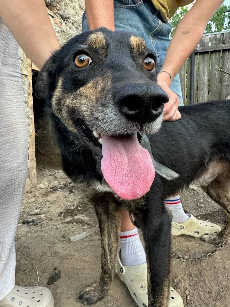 AIKO, male Mixed Breed for adoption at Happy Dogs Forever, happy dogs forever