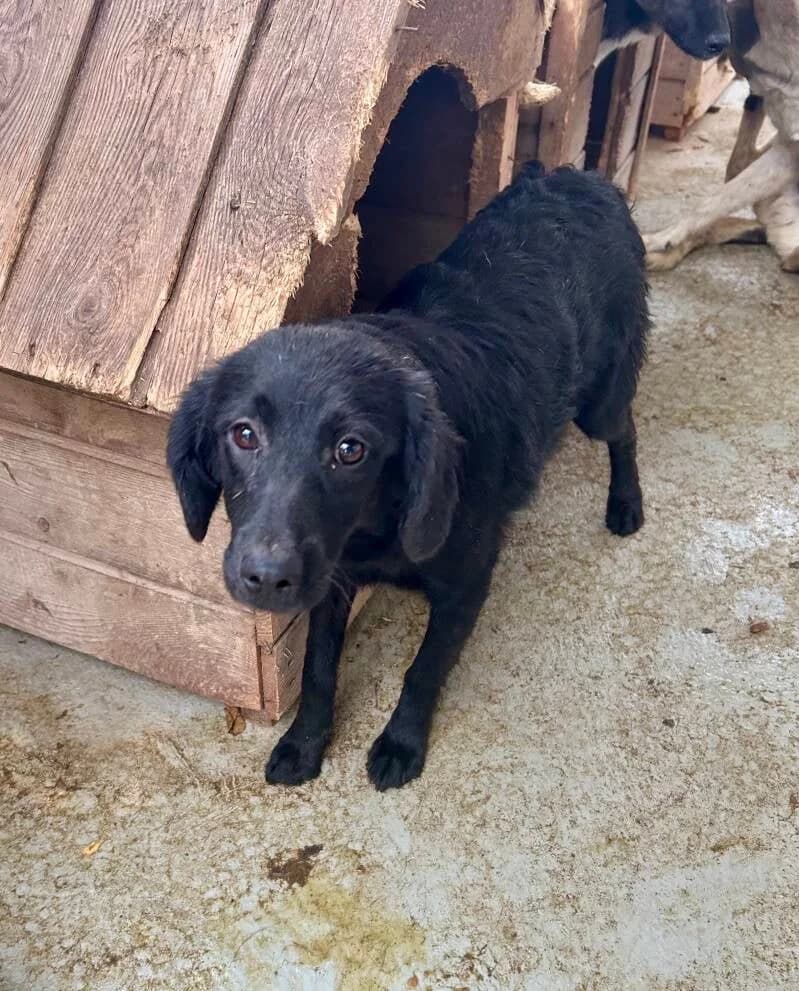 ALOUETTE, puppy Mixed Breed for adoption at Happy Dogs Forever, happy dogs forever