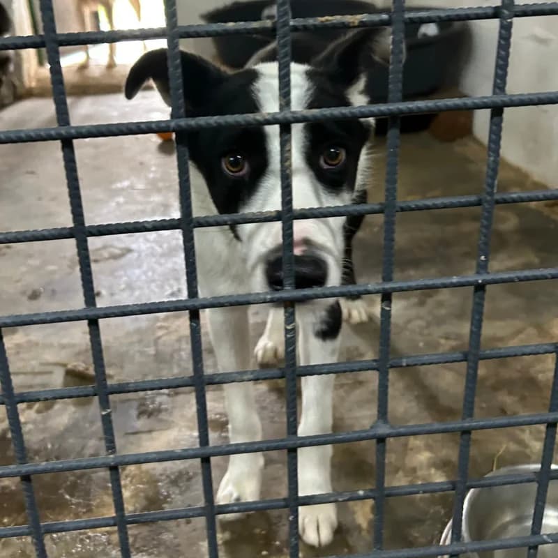 SPRITE, young Mixed Breed for adoption at Happy Dogs Forever, happy dogs forever