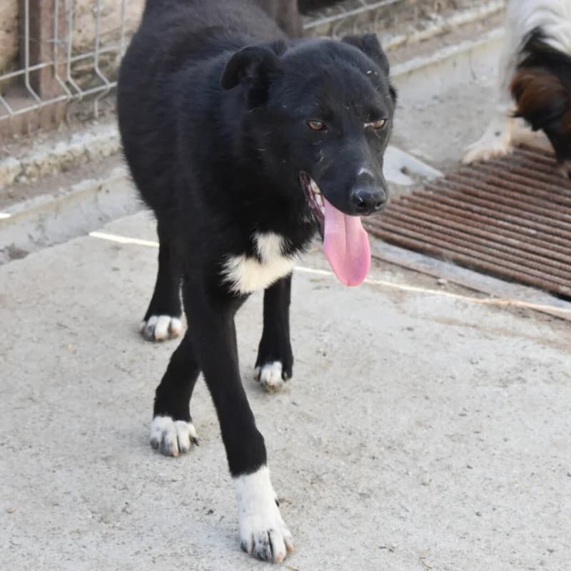EDEN, female young Mixed Breed for adoption at Happy Dogs Forever, happy dogs forever