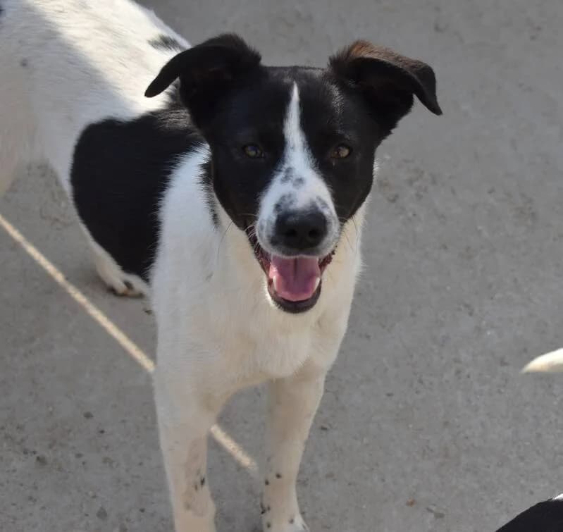 ENJOY, female young Mixed Breed for adoption at Happy Dogs Forever, happy dogs forever