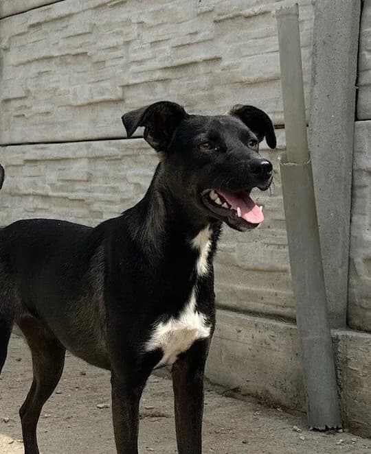 ETNA, female young Mixed Breed for adoption at Happy Dogs Forever, happy dogs forever
