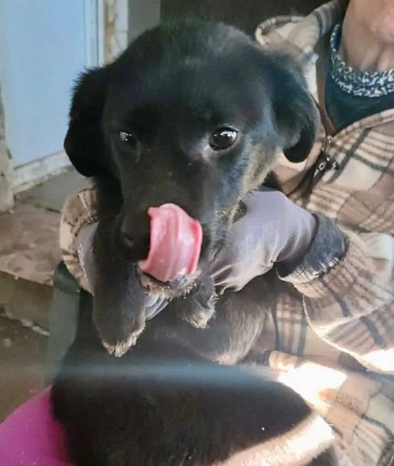 ELLIE, female young Mixed Breed for adoption at Happy Dogs Forever, happy dogs forever