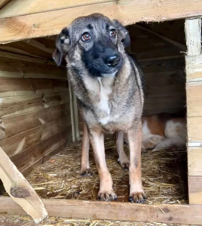 UMA, young Mixed Breed for adoption at Happy Dogs Forever, happy dogs forever