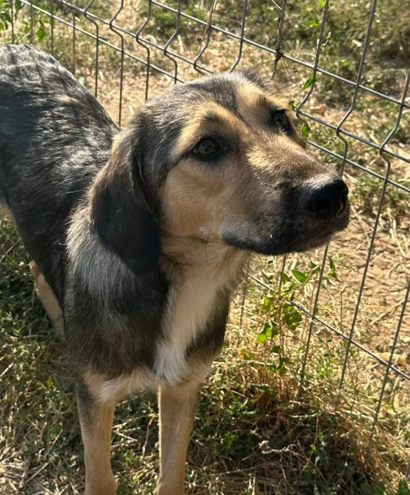 DARLA, female young Mixed Breed for adoption at Happy Dogs Forever, happy dogs forever