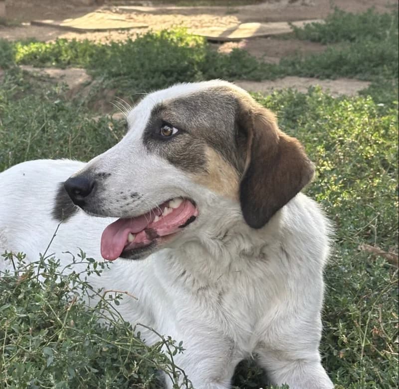 RONDA, female young Mixed Breed for adoption at Happy Dogs Forever, happy dogs forever