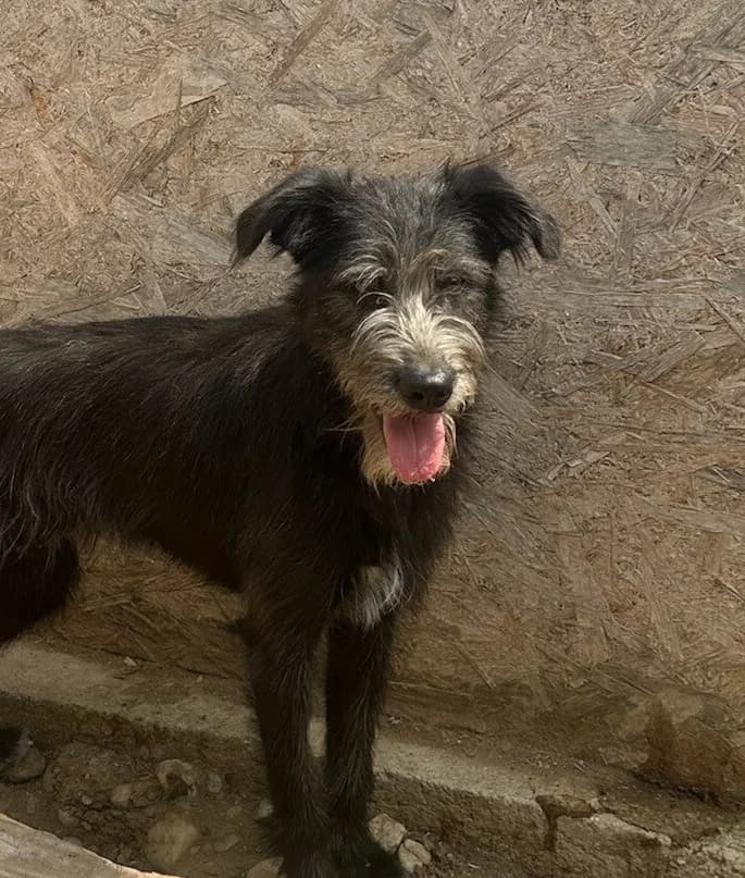 FOXY, male young Mixed Breed for adoption at Happy Dogs Forever, happy dogs forever