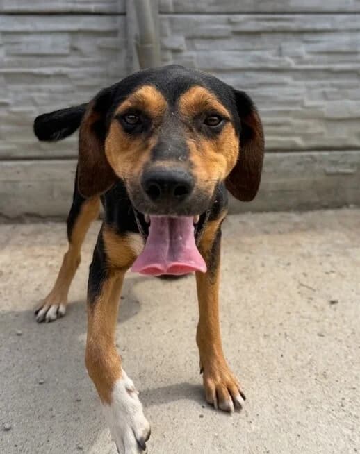 CACHOU, male young Mixed Breed for adoption at Happy Dogs Forever, happy dogs forever