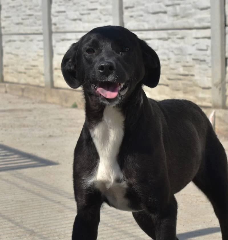 CANDIE, female young Mixed Breed for adoption at Happy Dogs Forever, happy dogs forever