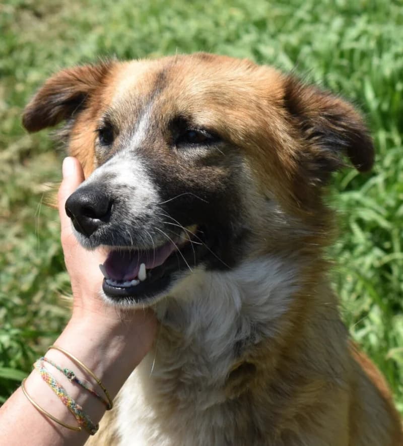 ROSCA, female 5yo Mixed Breed for adoption at Happy Dogs Forever, happy dogs forever