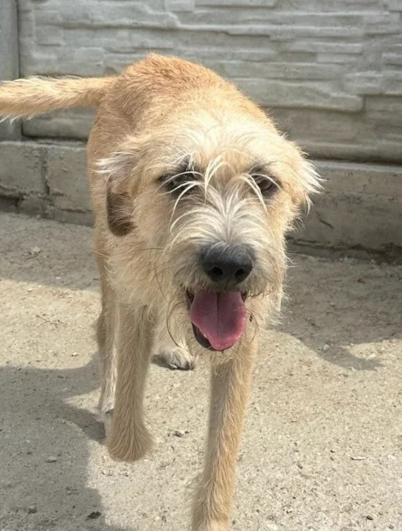 LOUPIO, male young Mixed Breed for adoption at Happy Dogs Forever, happy dogs forever