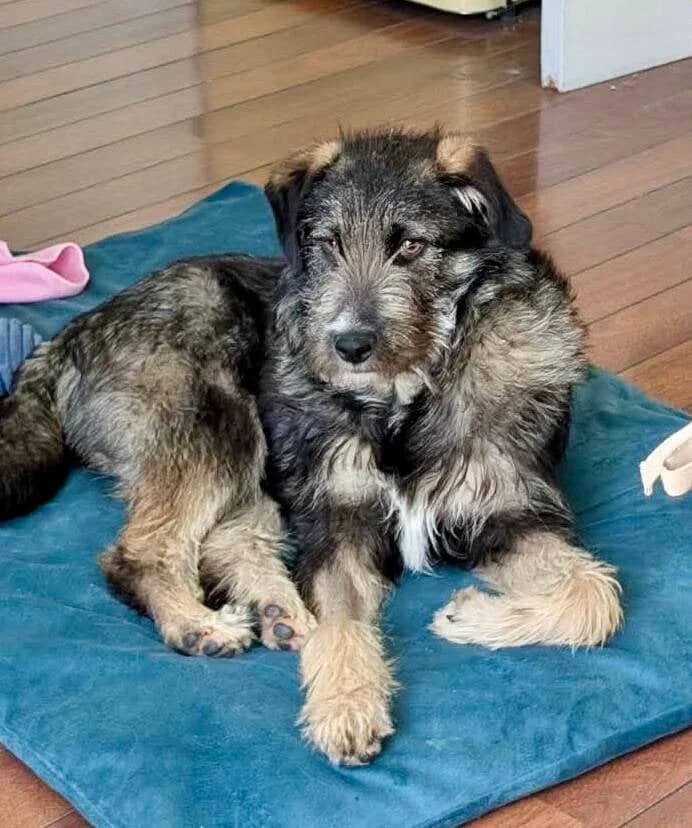 MERLYN (LOKI), puppy Mixed Breed for adoption at Happy Dogs Forever, happy dogs forever